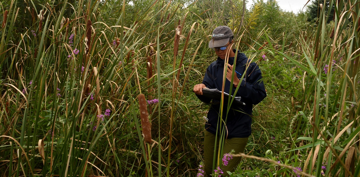 TRCA monitoring team member at work in a local wetland