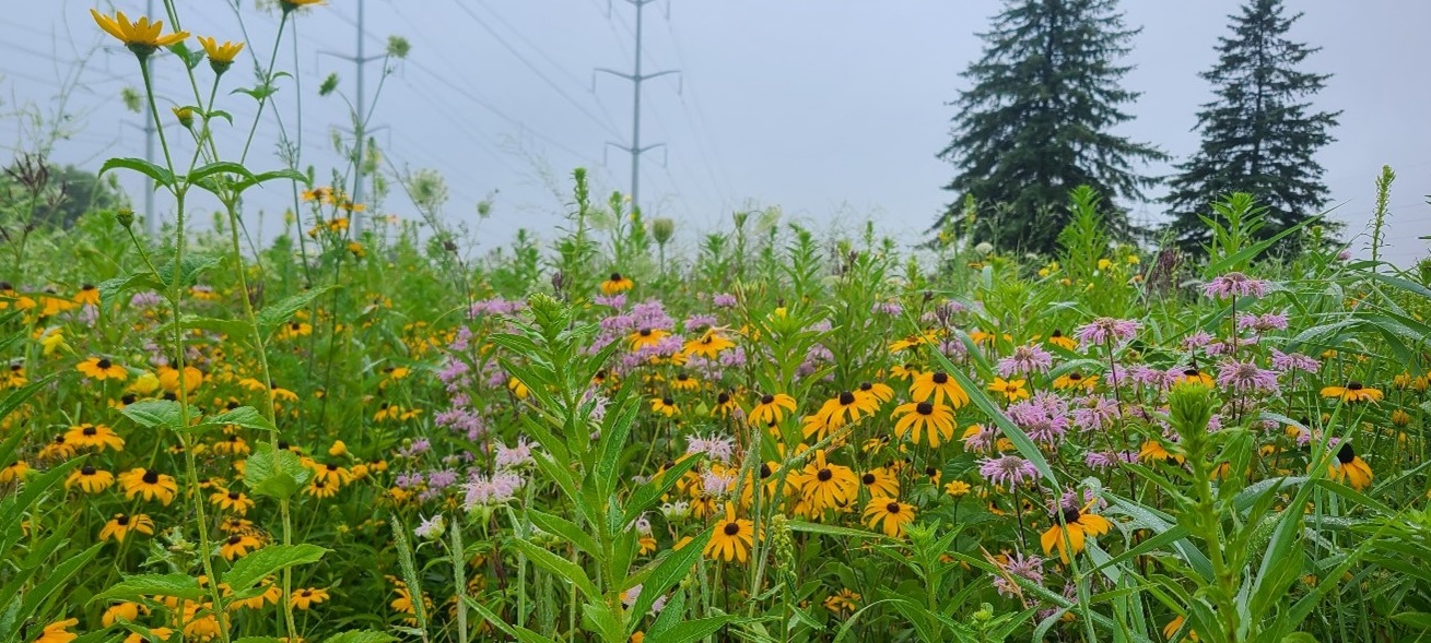 Black eyed susans and other native wildflowers flourish in a restored meadow