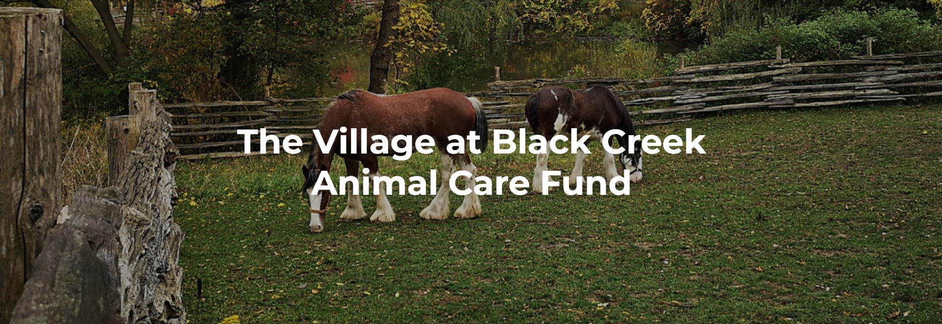 The Village at Black Creek animal care fund