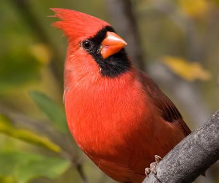 Cardinal