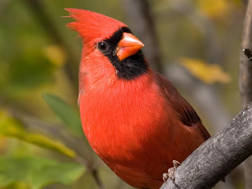 Cardinal