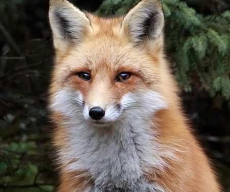 Red Fox