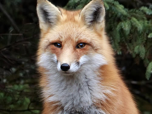 Red Fox