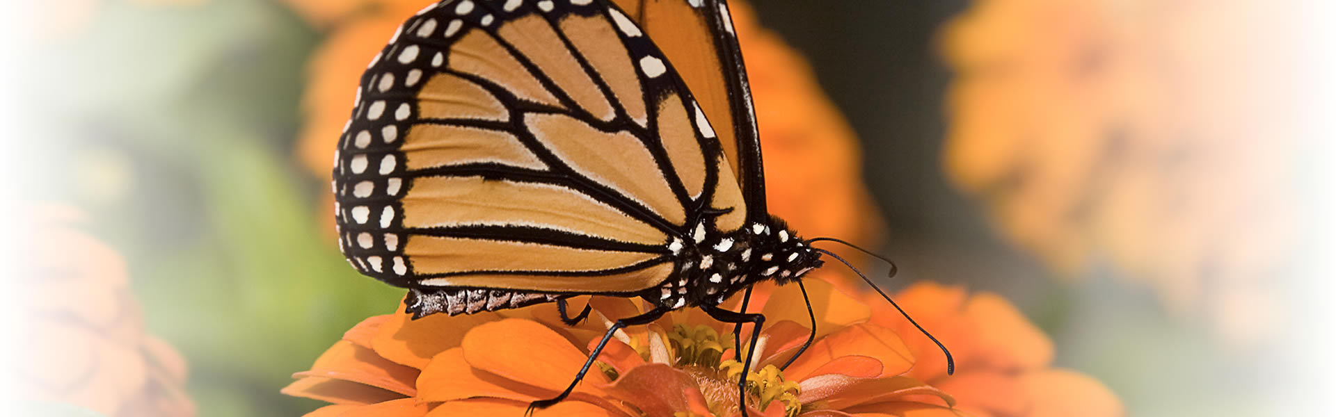 Monarch Butterfly