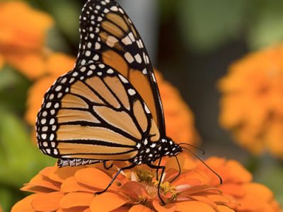 Monarch Butterfly