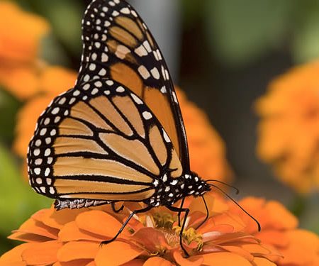 Monarch Butterfly