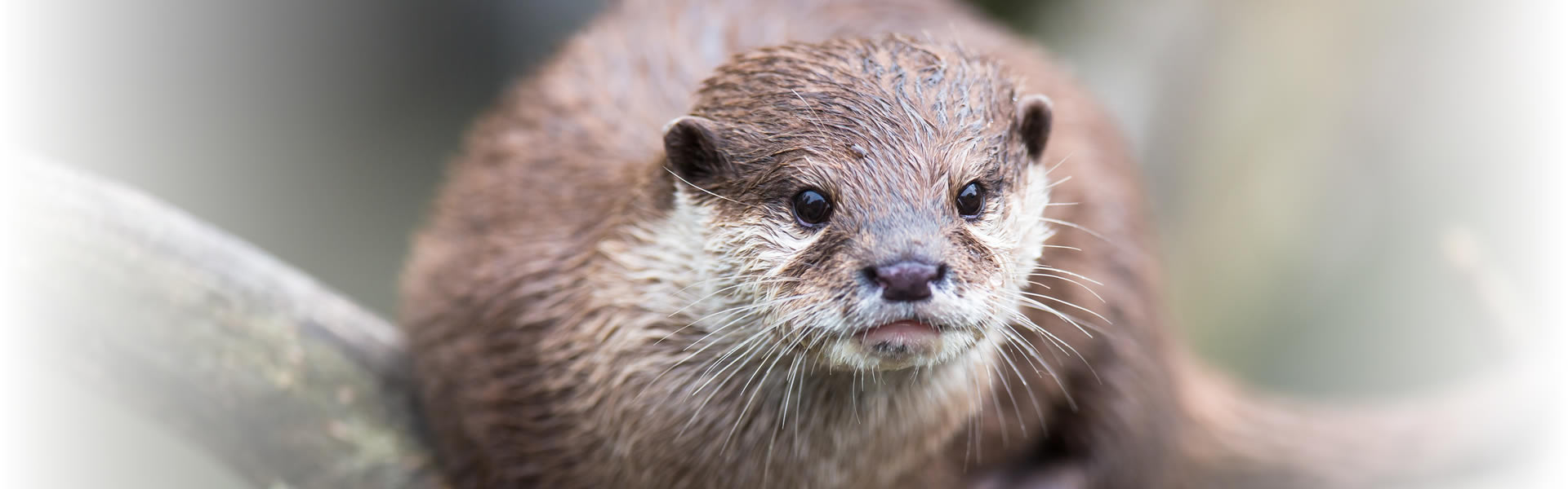 River Otter