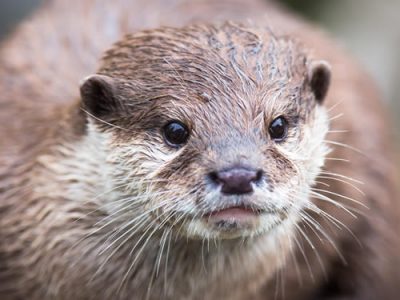 River Otter