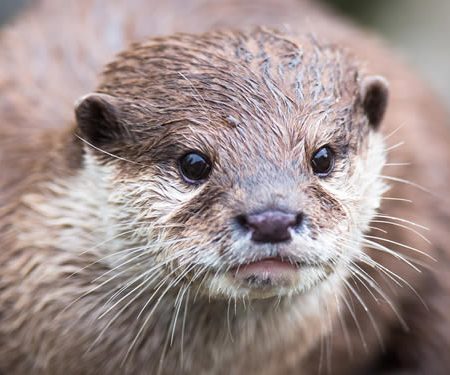 River Otter