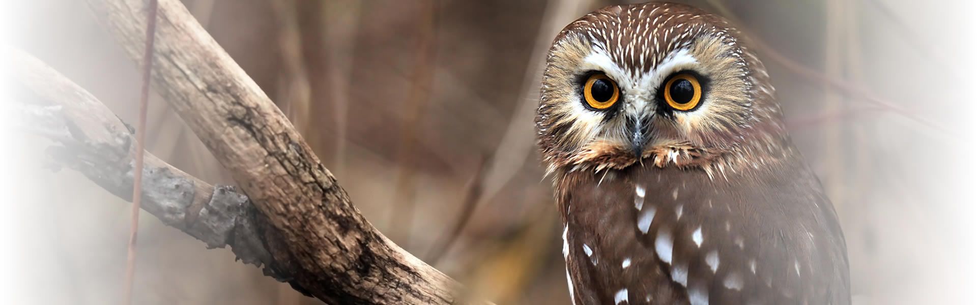 Northern Saw-Whet Owl