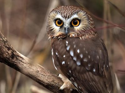 Northern Saw-Whet Owl