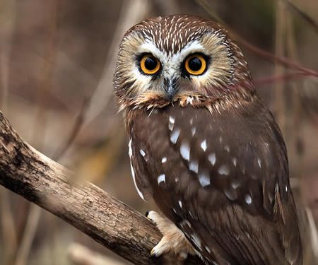 Northern Saw-Whet Owl