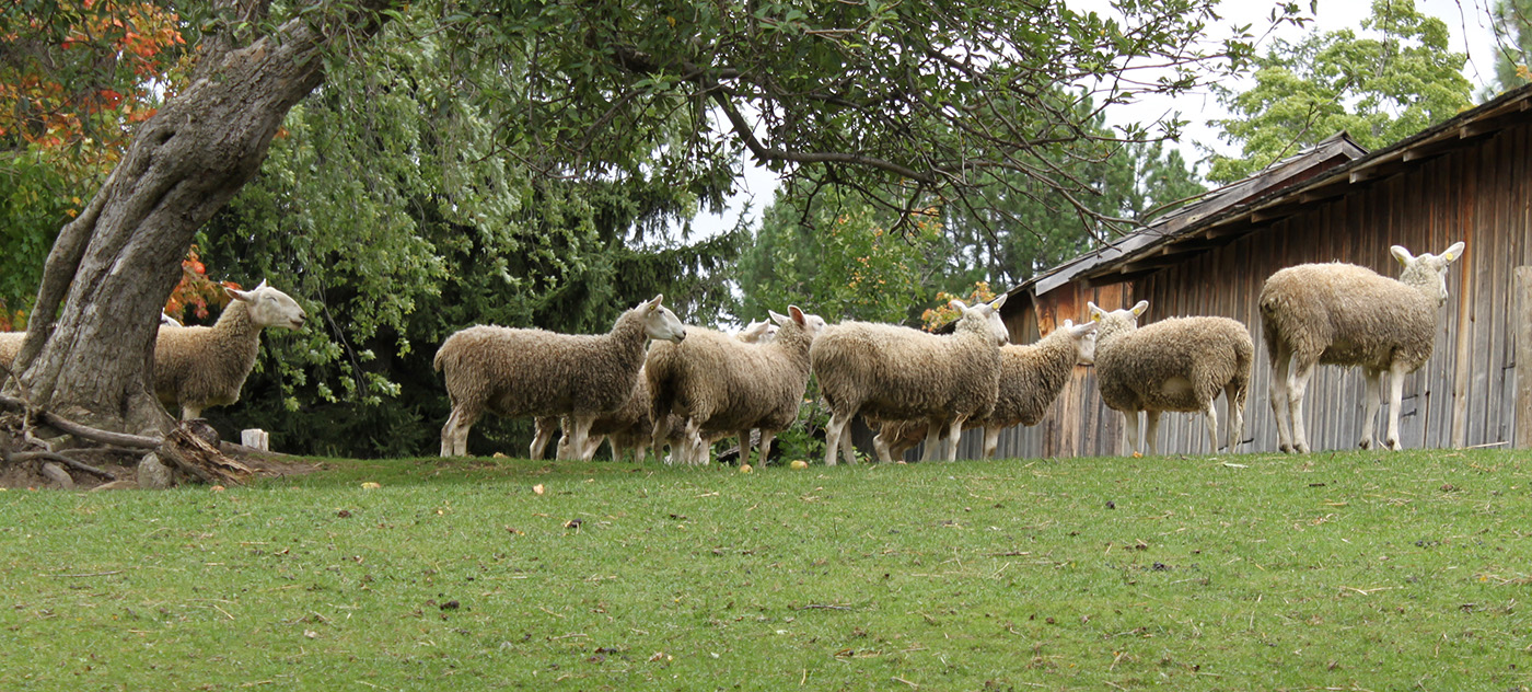 flock of Border Leicester sheep at Black Creek Pioneer Village