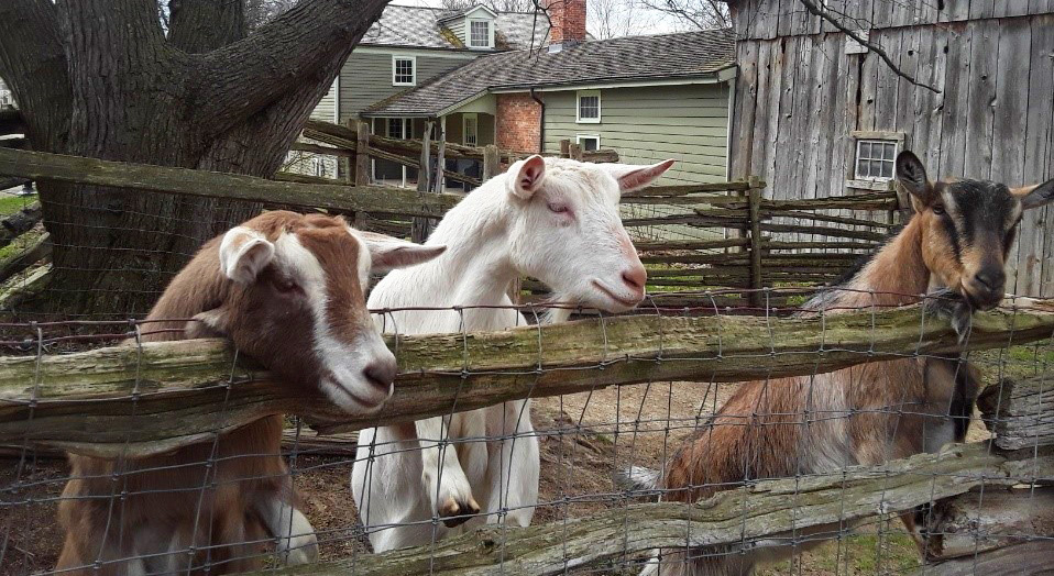 heritage breed goats at Black Creek Pioneer Village