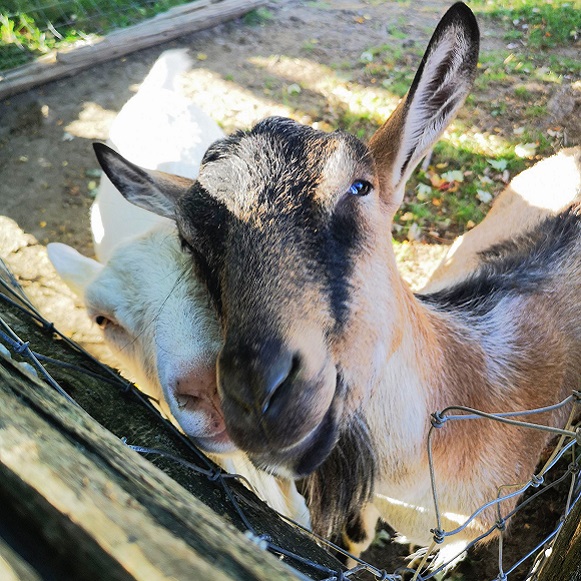 Heritage breed goats in pen at Black Creek Pioneer Village