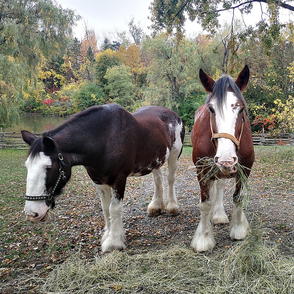 Clydesdale horses at Black Creek Pioneer Village