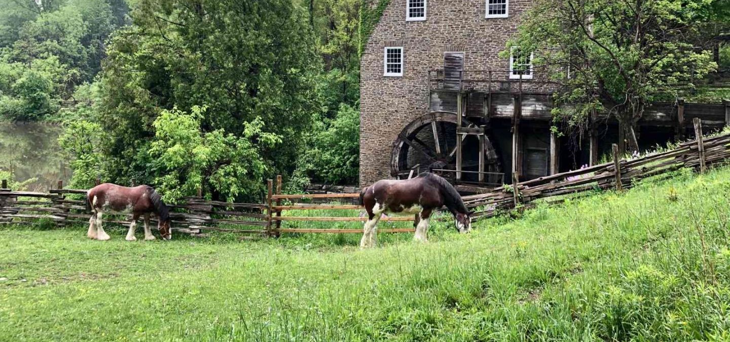 Clydesdale horses graze near Roblins Mill at Black Creek Pioneer Village