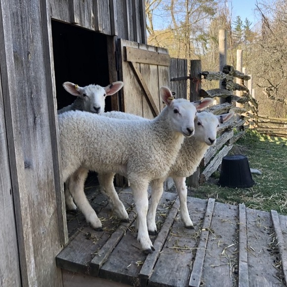 lambs emerge from pen at Black Creek Pioneer Village