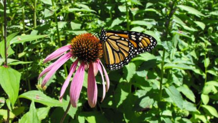 monarch butterfly on a flower
