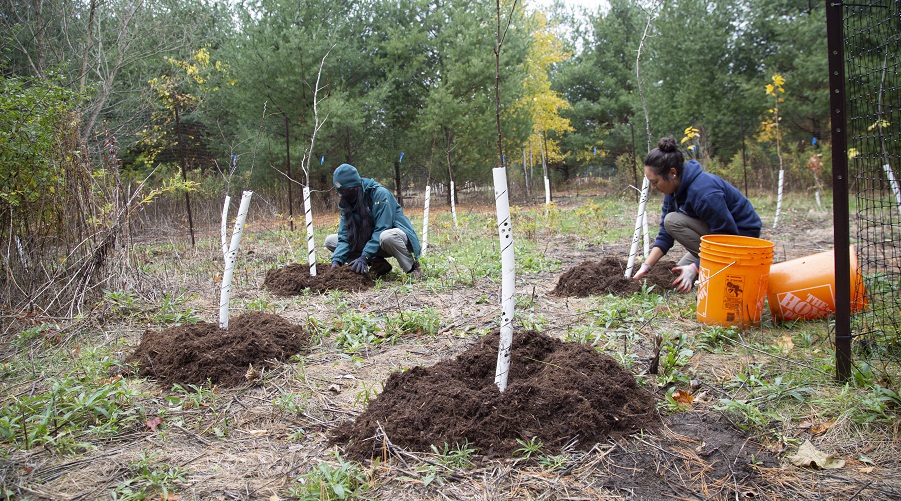 Tree planting