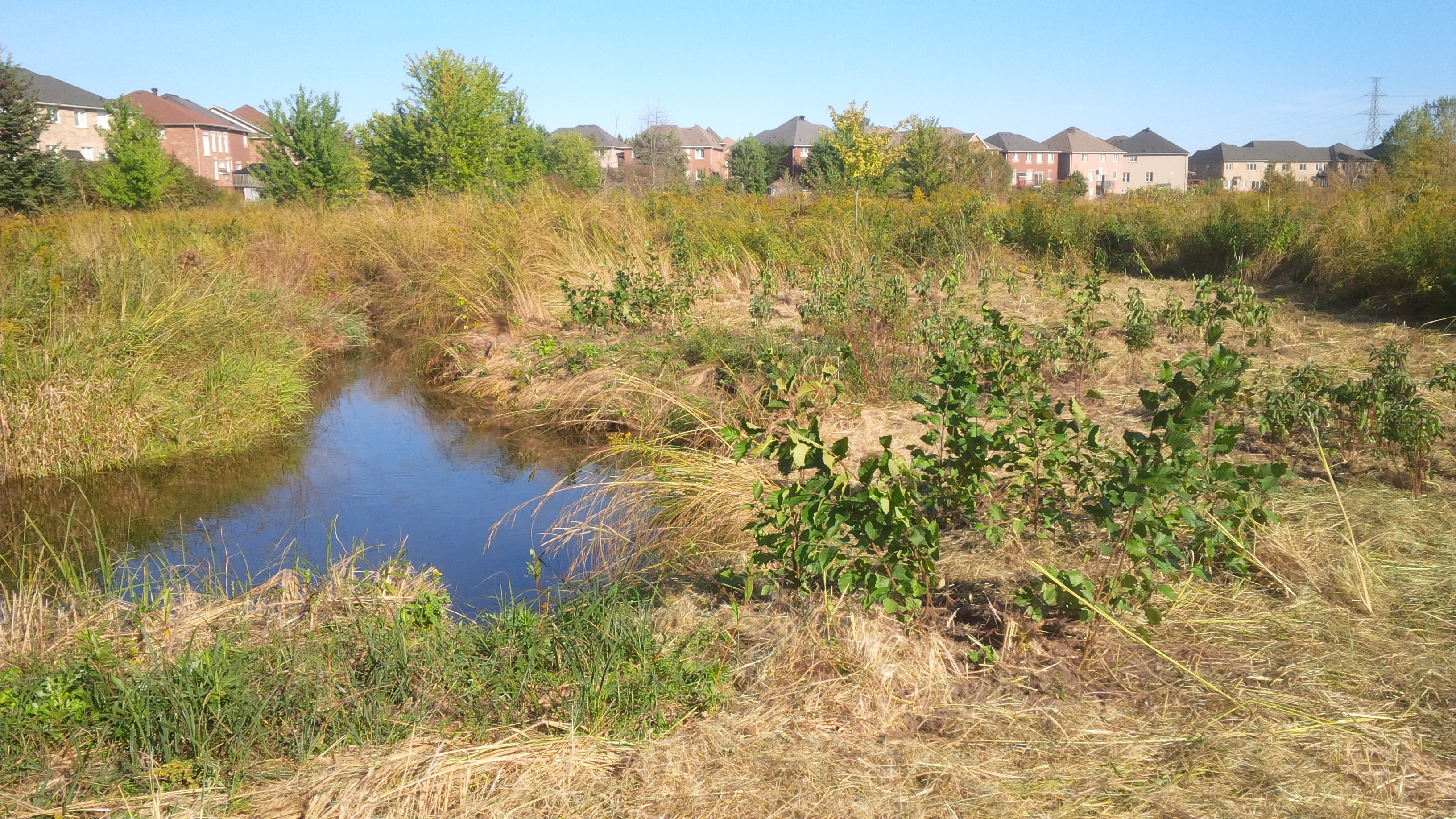 A naturalized area next to a subdivision