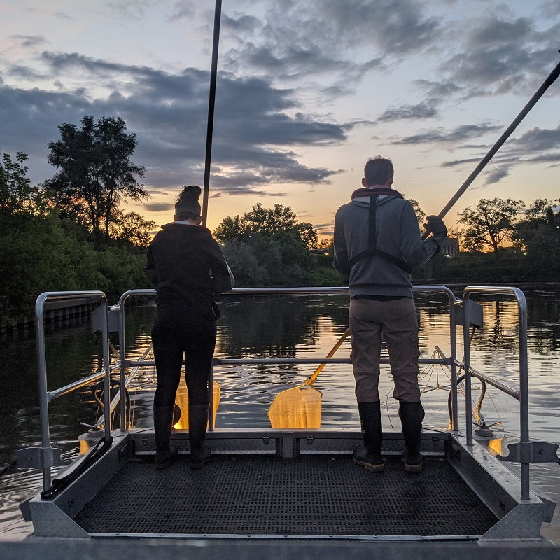 TRCA team members conduct night electrofishing on the Lake Ontario waterfront