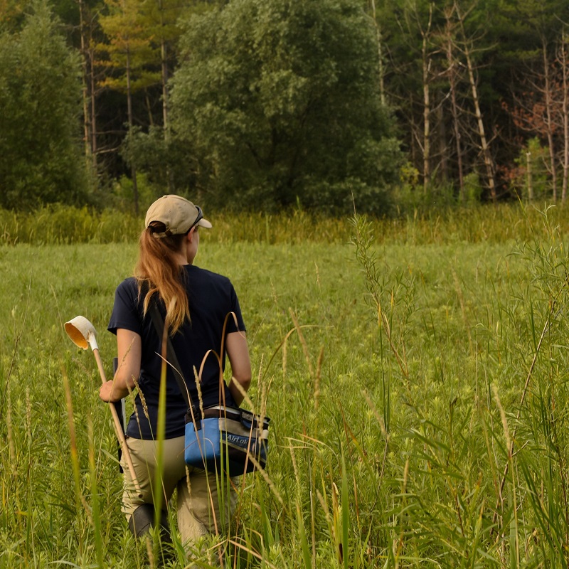 TRCA team member conducts West Nile Virus monitoring and surveillance in local wetland