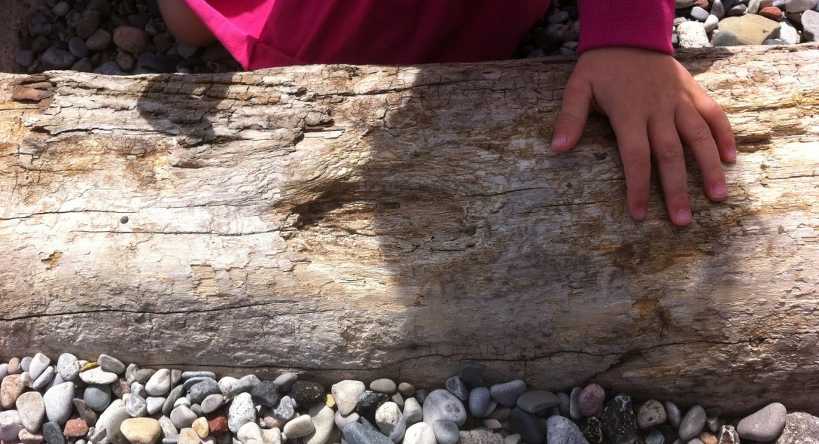 child examines driftwood and stones on the shore of a lake