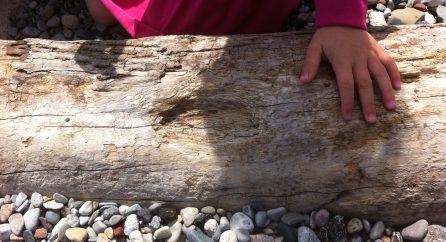 child examines driftwood and stones on the shore of a lake