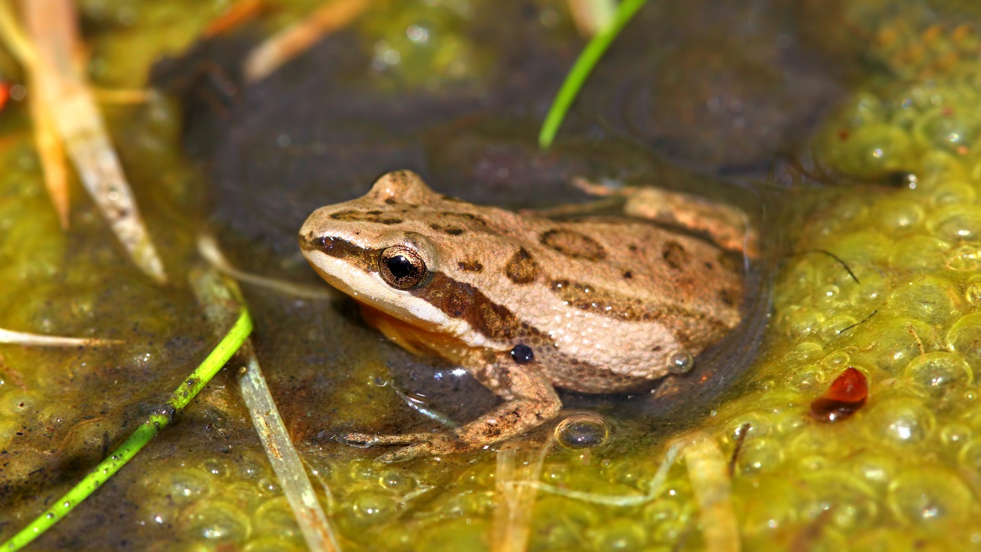 Western Chrous Frog