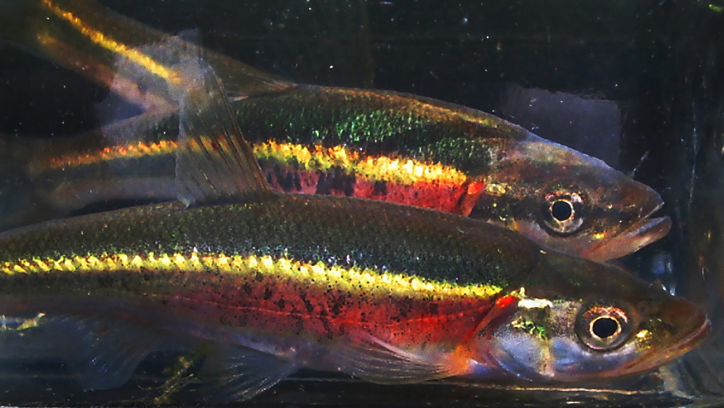 Redside Dace