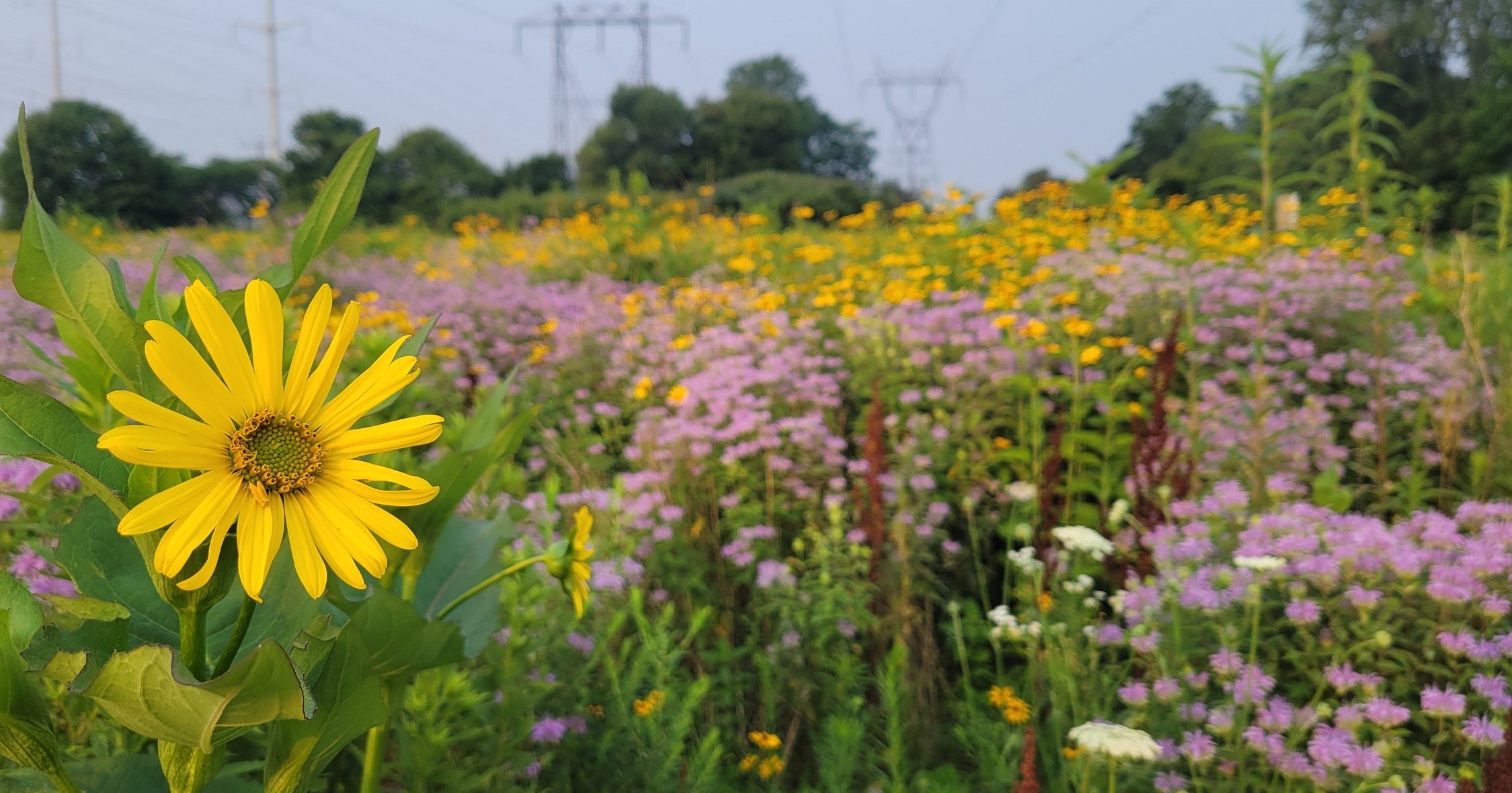 wildflowers bloom in The Meadoway on a summer day