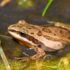 Western Chorus Frog Conservation