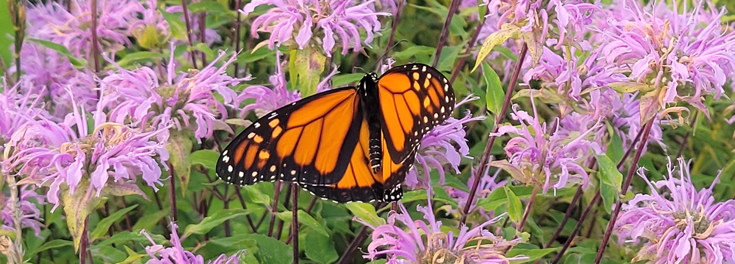 monarch butterfly