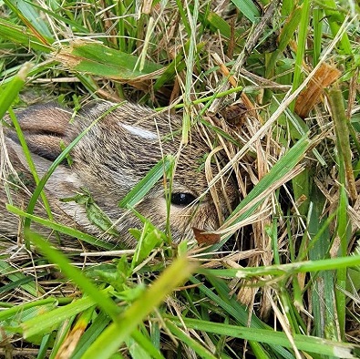 rabbit hides in tall grass