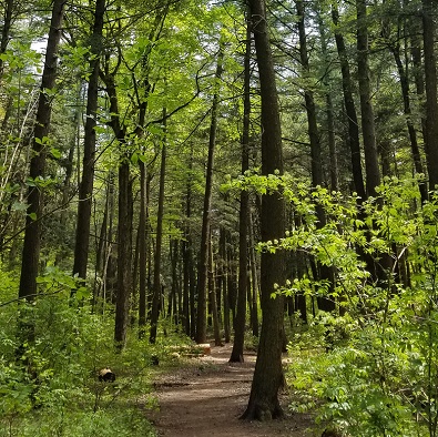 trees line forest trail