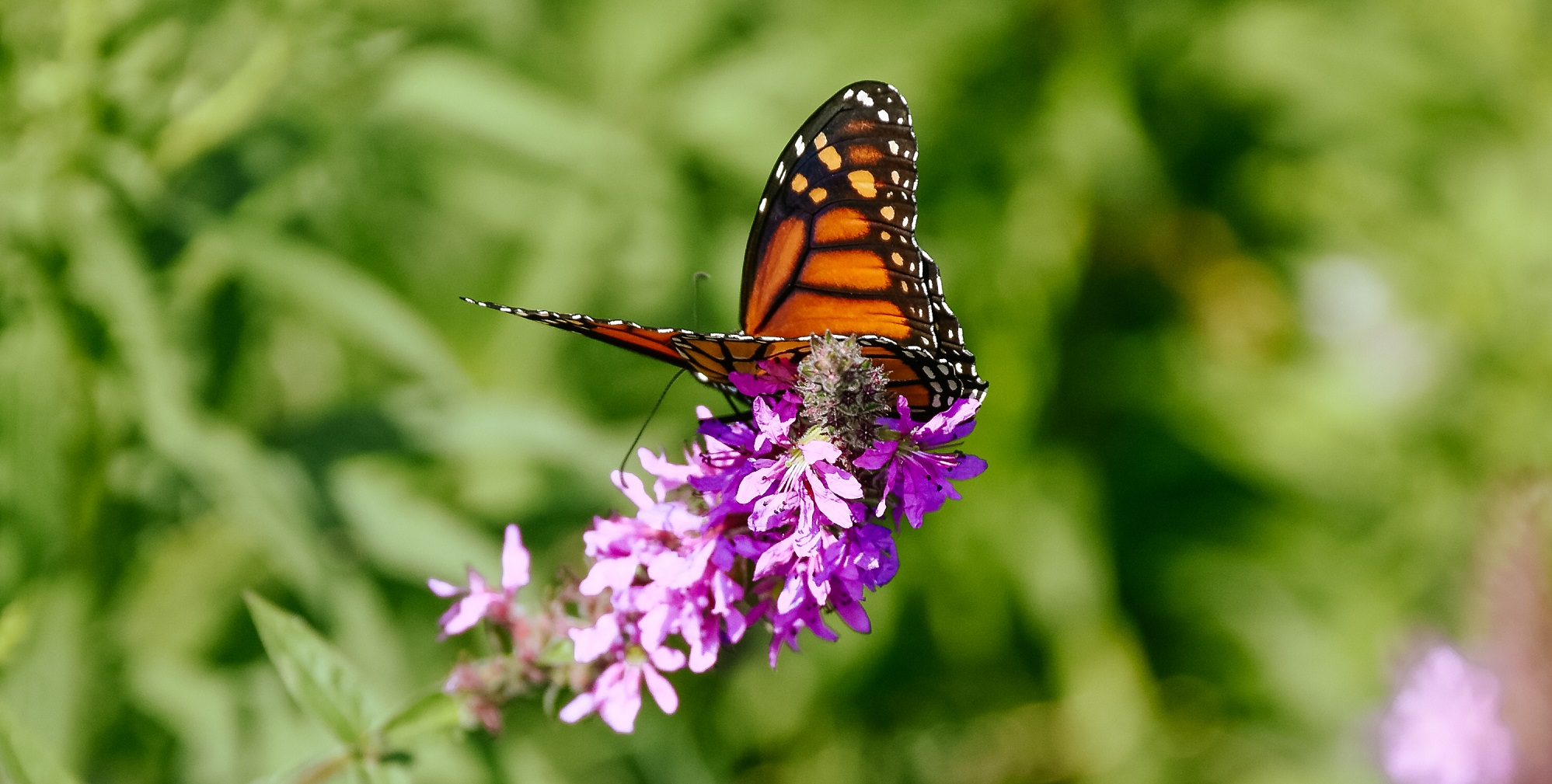 Monarch butterfly lands on native wildflower