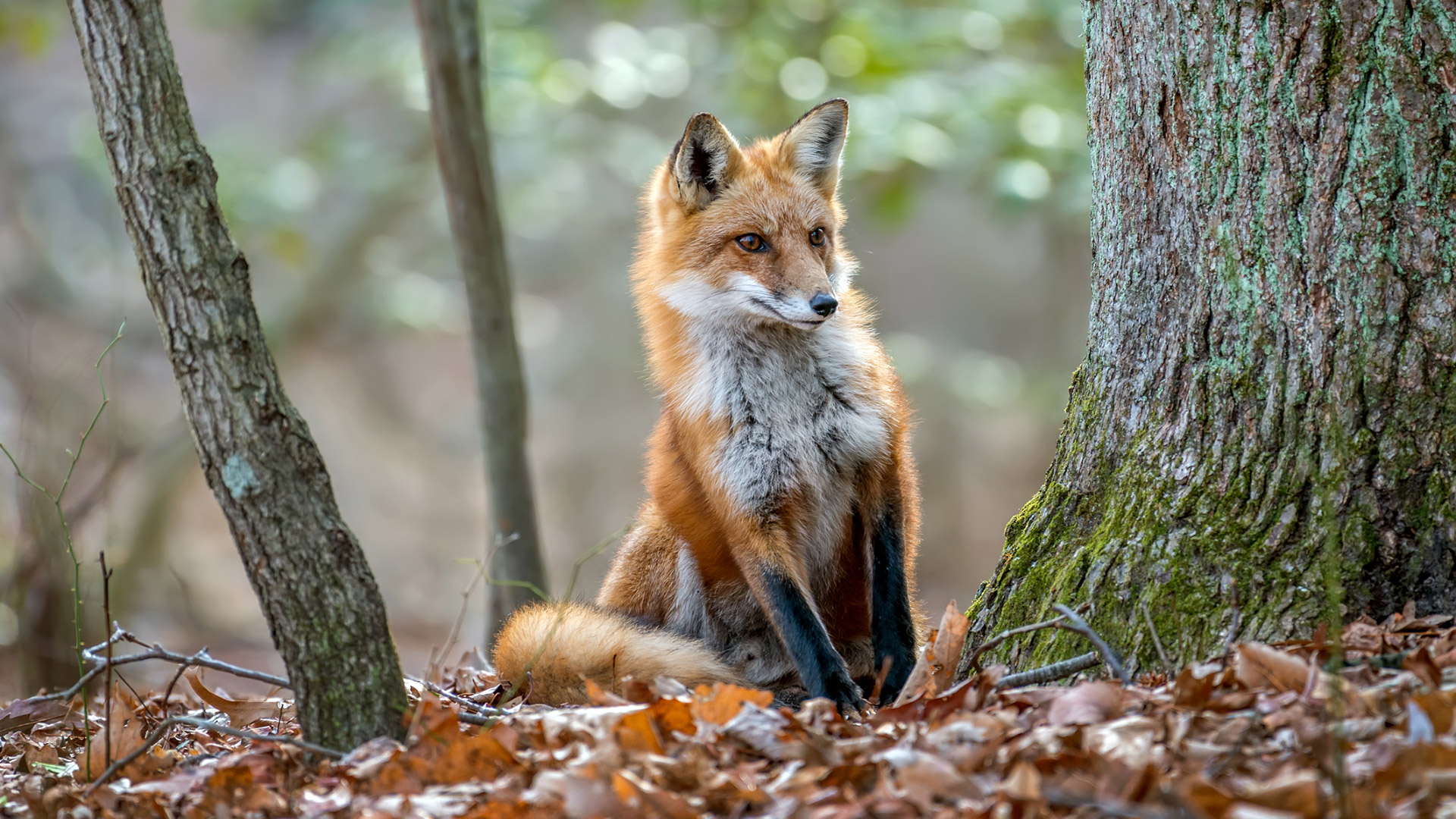 a fox in a forest