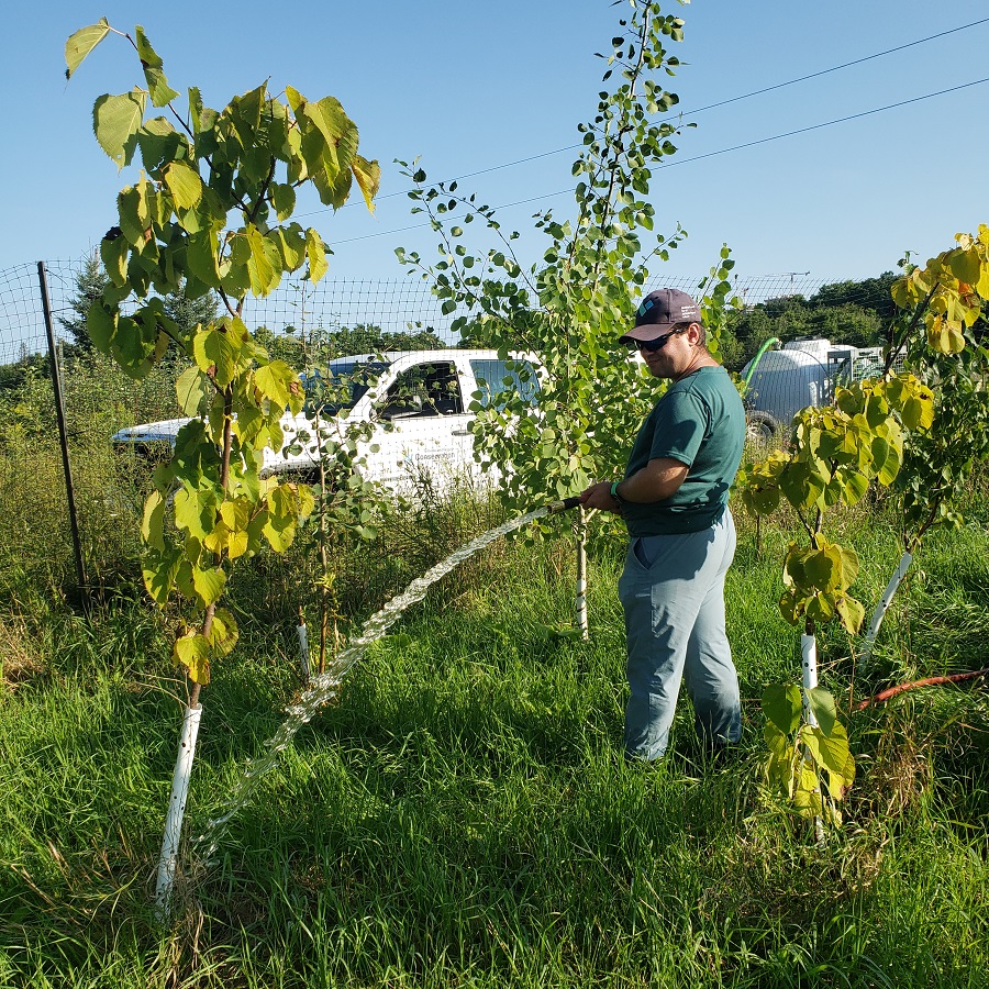 a community volunteer uses a hose to water newly planted saplings
