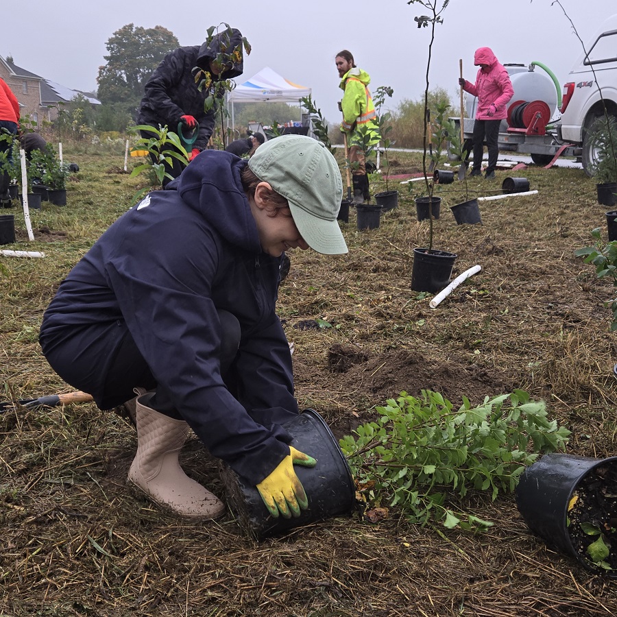 a volunteer takes part in a TRCA community tree and shrub planting event