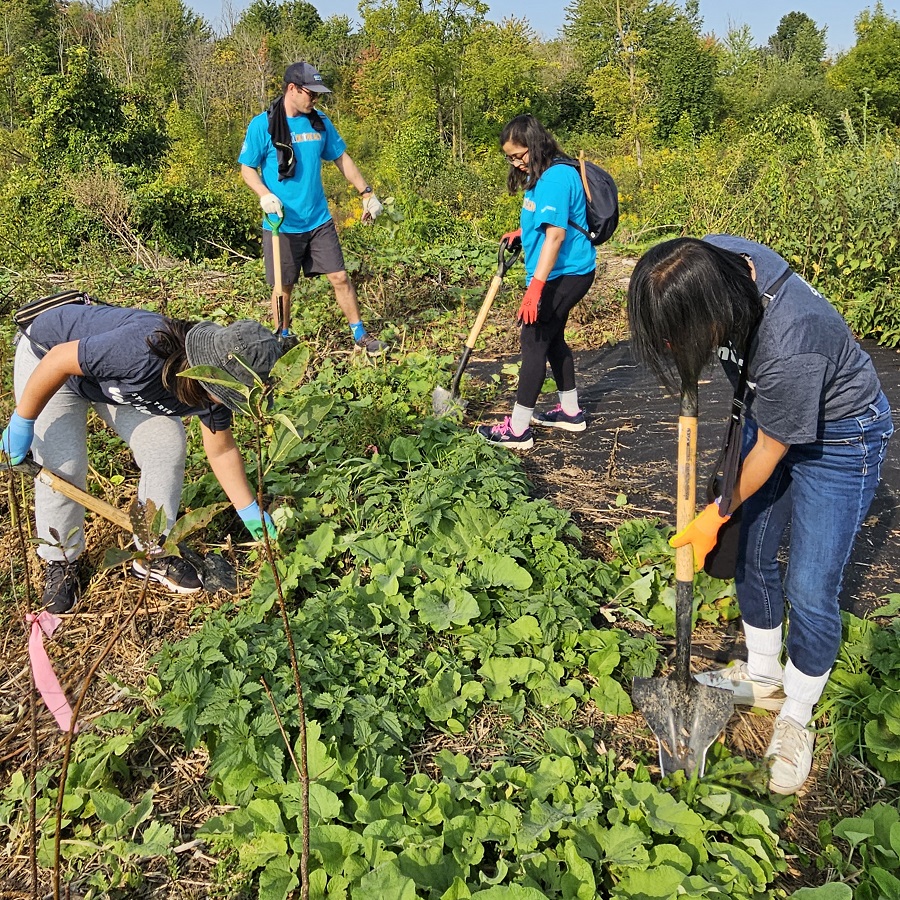 community volunteers take part in a TRCA invasive species removal event