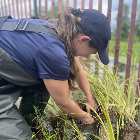 TRCA Ravine Youth Team member conducting wetland restoration work